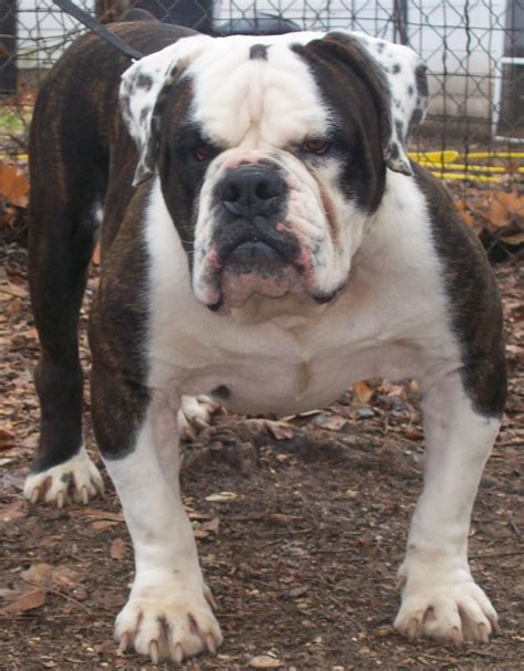 xxl olde english bulldogge breeder